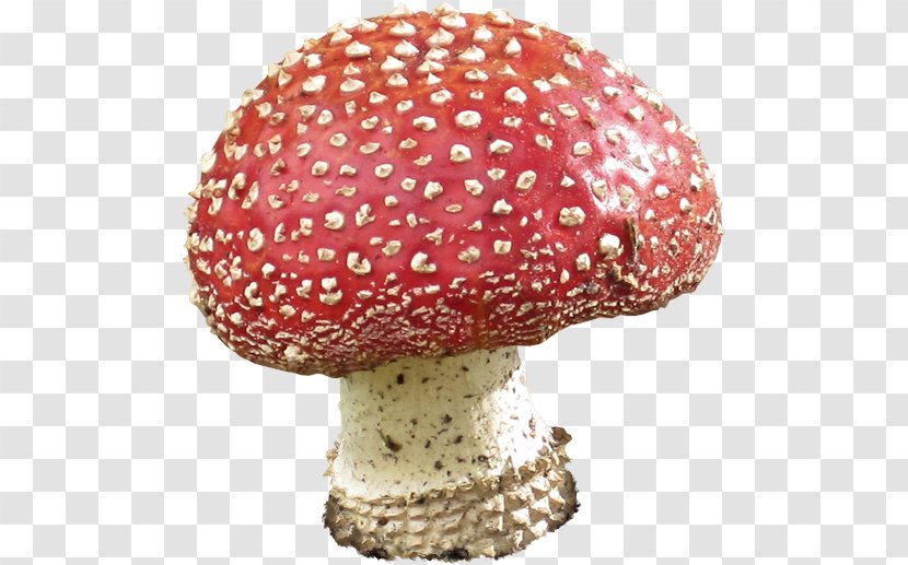 Edible Mushroom Agaric - Mantar Transparent PNG