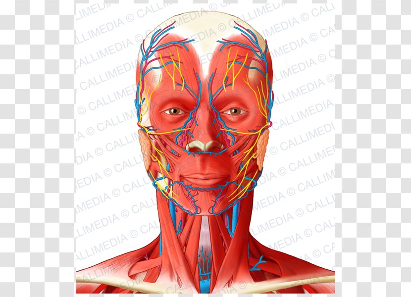 Facial Artery Angular Head And Neck Anatomy Muscle - Flower - Superficial Temporal Nerve Transparent PNG