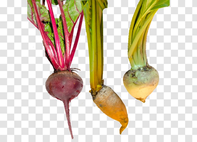 Beetroot Turnip - Beet - Remolacha Transparent PNG