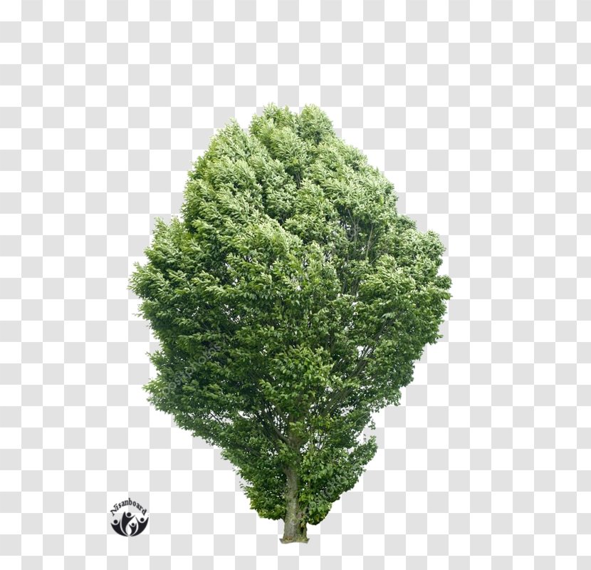 Tree Royalty-free Conifers Photography Transparent PNG