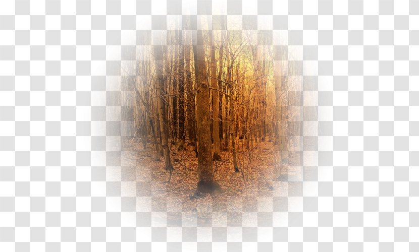 Forest Background - Tree - Landscape Transparent PNG
