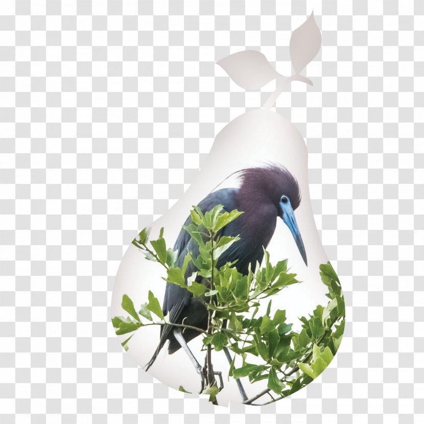 Beak Fauna Flower - Frame - 11 Birds Transparent PNG
