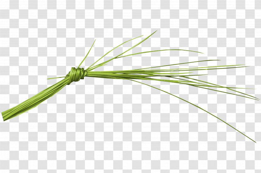 Angle - Plant Stem - Knotted Grass Transparent PNG