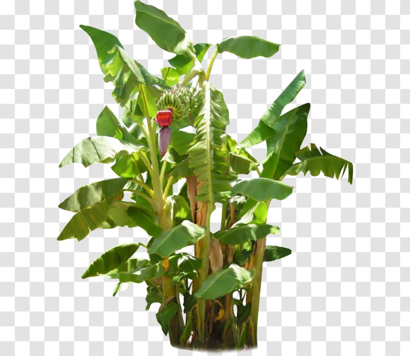 Banana Plant Fruit Tree - Shrub Transparent PNG