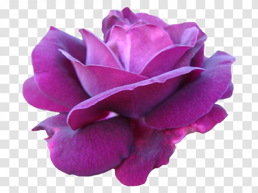 Pink Centifolia Roses Purple Garden - Flower - Watercolor Flowers Transparent PNG