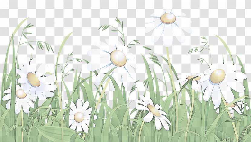 Grass Flower Camomile Snowdrop Plant - Mayweed - Spring Transparent PNG