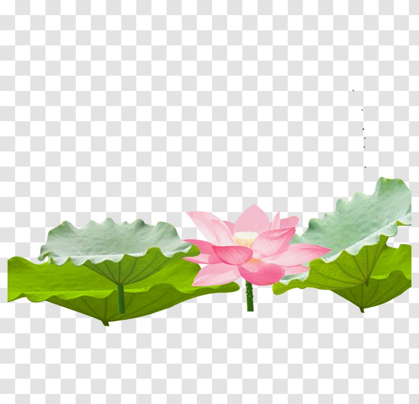 Nelumbo Nucifera Computer Software - Creative Flower,Lotus Transparent PNG