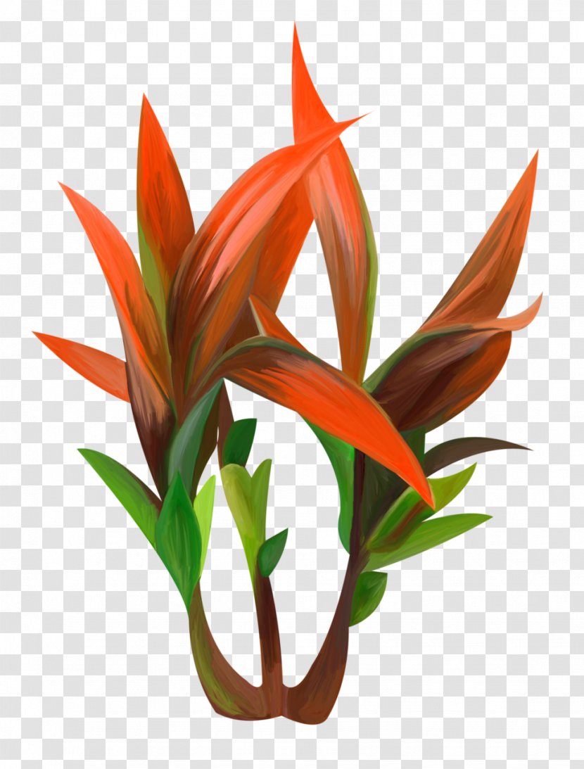 Agave Plant Red - Plants Transparent PNG