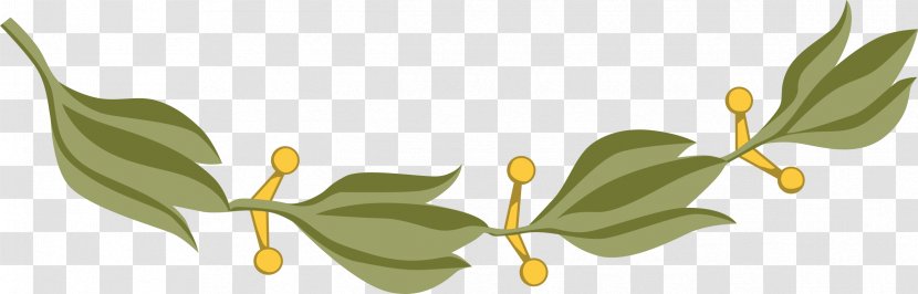 Branch Bay Laurel Drawing Clip Art - Leaf - Olive Transparent PNG