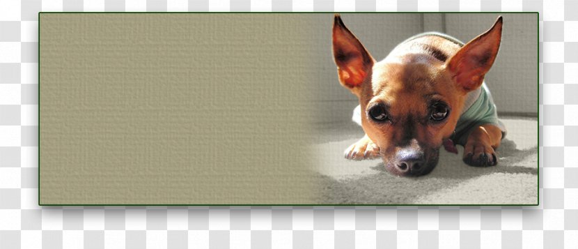 Dog Breed Toy Fox Terrier Chihuahua Puppy Snout - Prairie Transparent PNG
