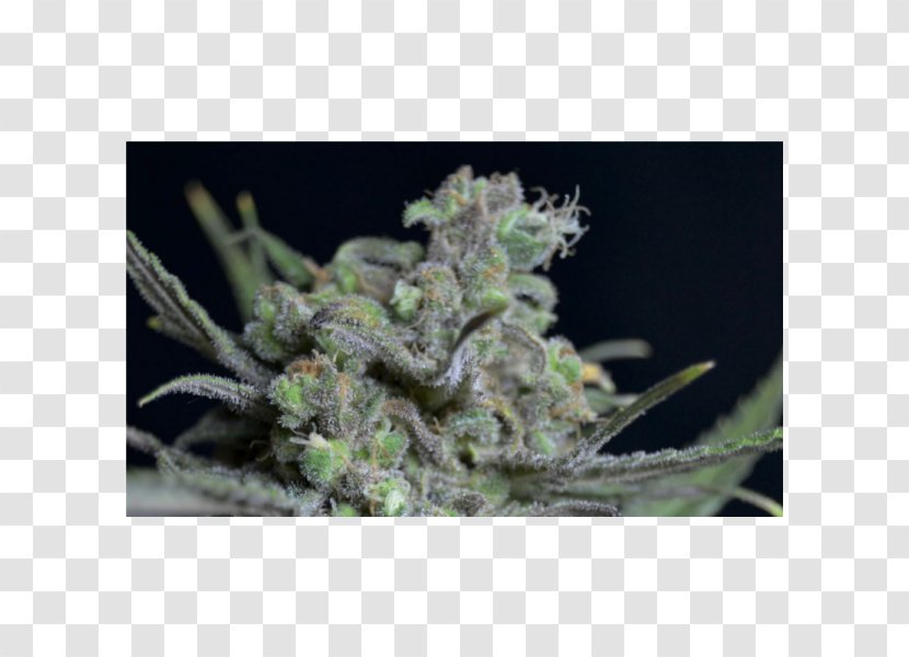 Cannabis Seed Bank Cannabidiol Kush - Hemp Transparent PNG