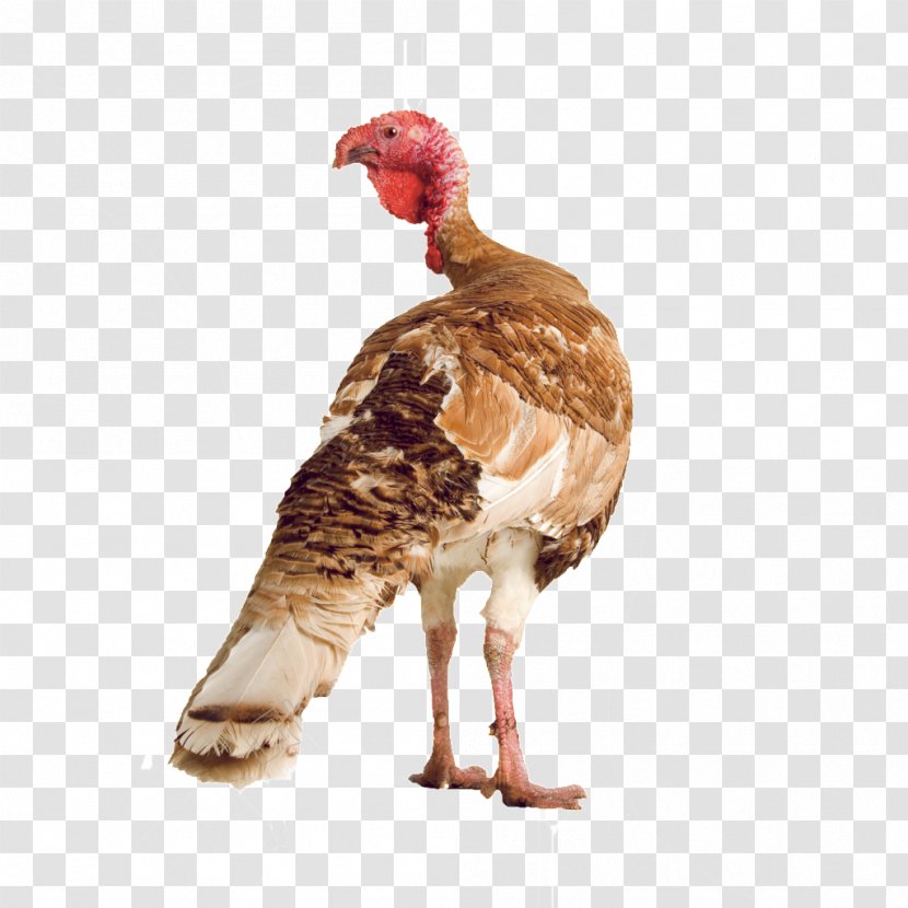Chicken Stock Photography Livestock Sheep Poultry - Rooster Transparent PNG
