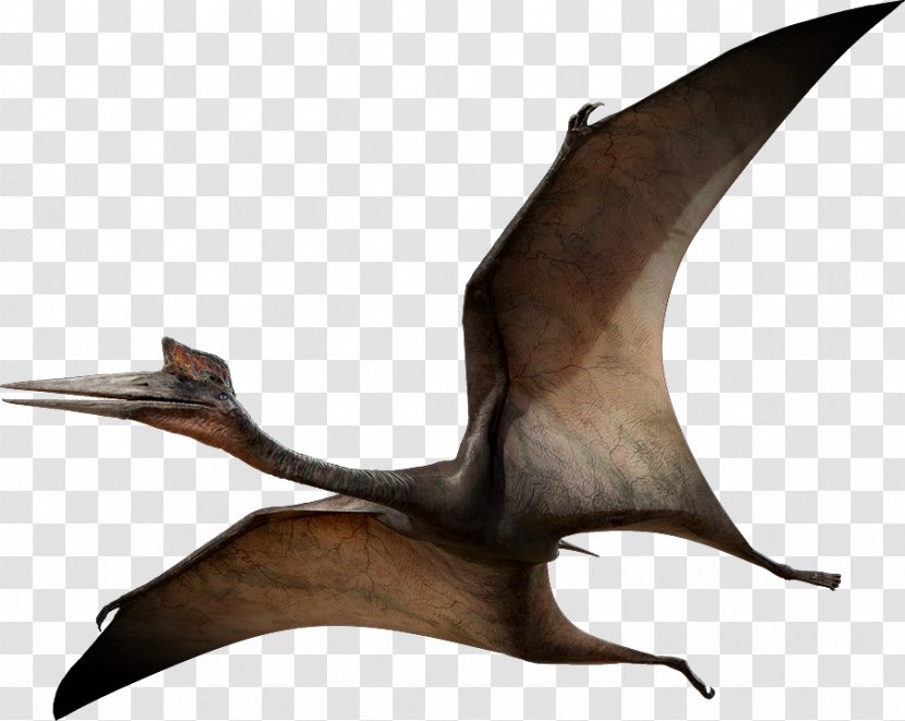 Quetzalcoatlus Pterosaurs Pteranodon Flight Late Cretaceous - Flying Dinosaurs Pictures Transparent PNG