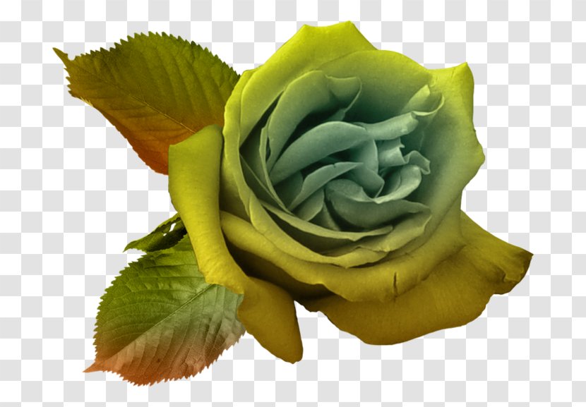 Flower Garden Roses Love Boyfriend Marriage Proposal - Yellow - Cut Flowers Transparent PNG