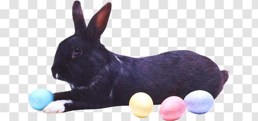 Hare Domestic Rabbit Easter Bunny Angora Transparent PNG