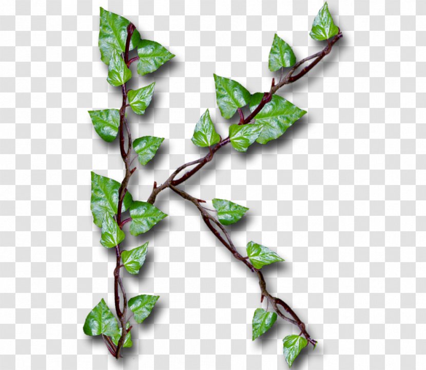Twig Leaf YouTube Alphabet Inc. Common Ivy - Inc Transparent PNG