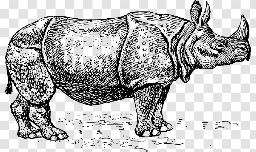 Javan Rhinoceros Clip Art Vector Graphics White - Vertebrate - Rhino Transparent PNG