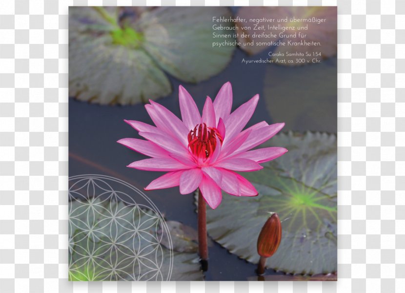 Pink M Flowering Plant RTV Aquatic Plants - Flora Transparent PNG