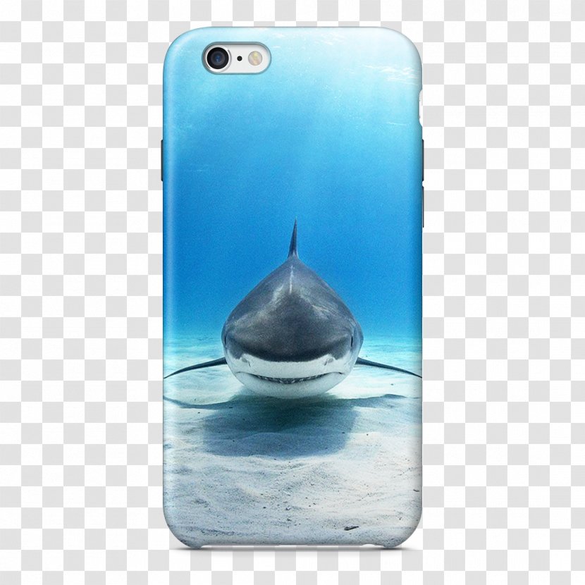 Great White Shark Animal Cage Diving Hammerhead - Mobile Phone Accessories - Underwater Transparent PNG