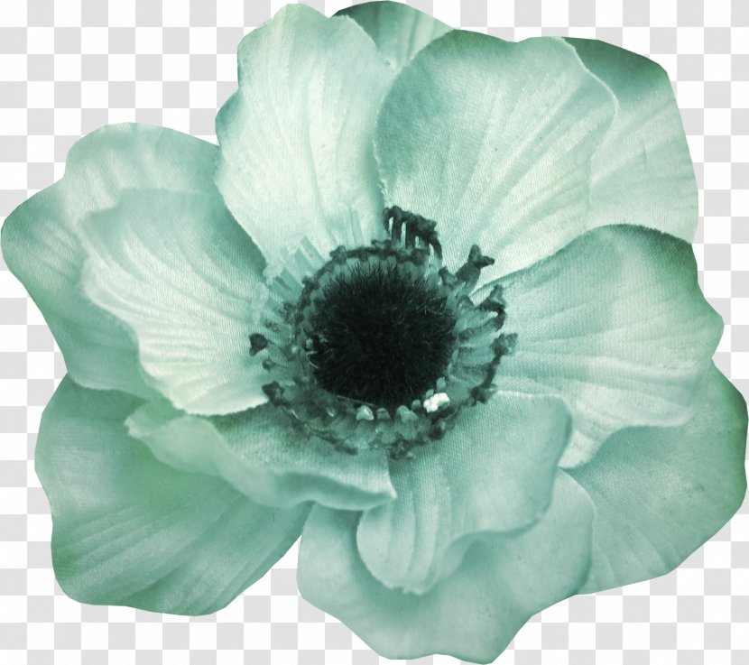 Chrysanthemum - Gratis - Resource Transparent PNG