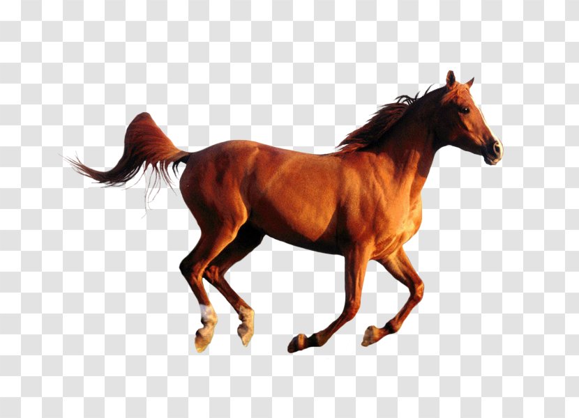 American Quarter Horse Arabian Desktop Wallpaper Image Black - Mane Transparent PNG