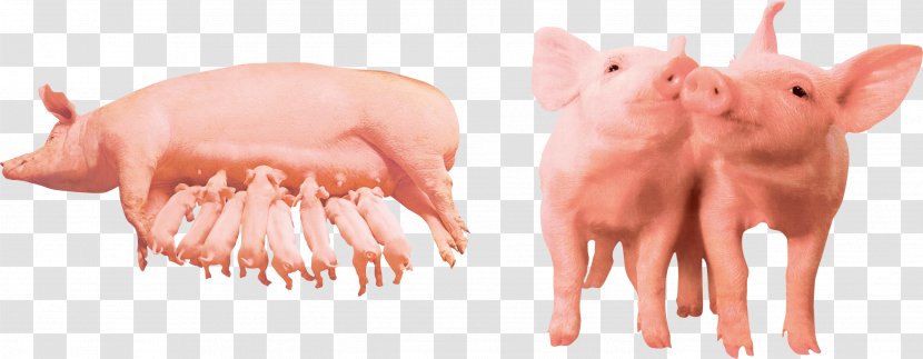Domestic Pig Farm Pet Computer File - Flower - Food Transparent PNG