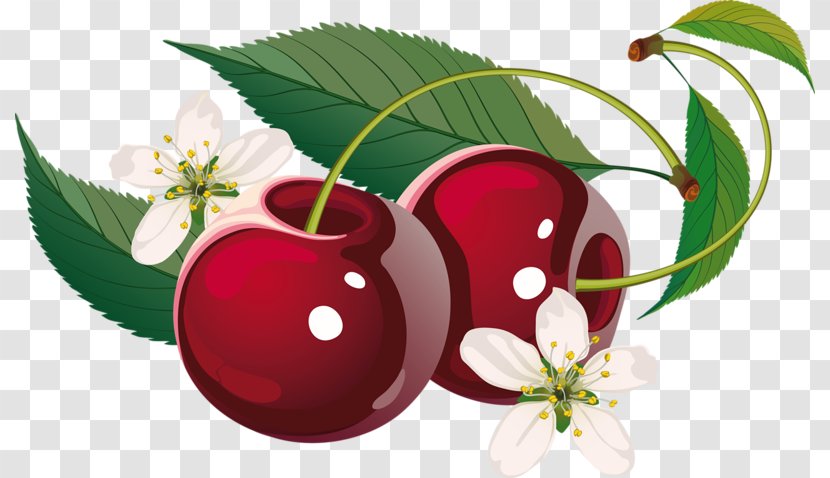 Sweet Cherry Cerasus Clip Art - Food Transparent PNG