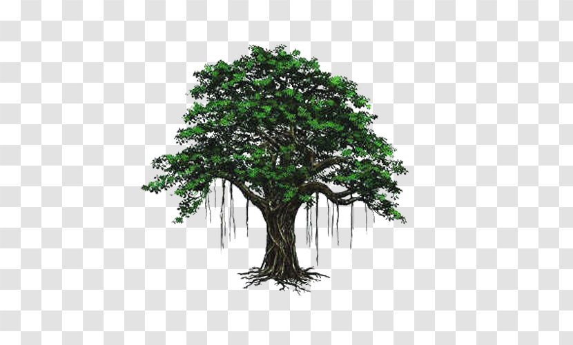 Bodhi Tree - Houseplant - Hand Painted Picture Material Transparent PNG