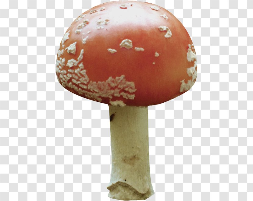 Agaricus Fungus - Cartoon - Abalone Mushrooms Transparent PNG