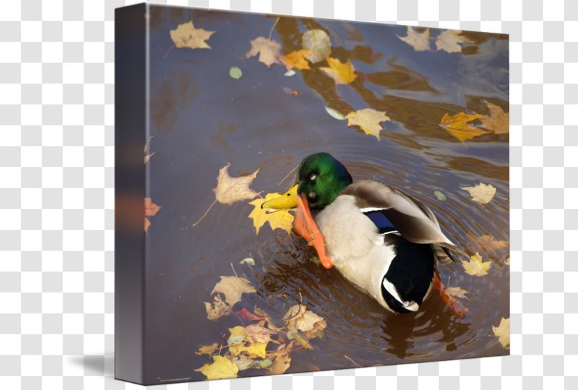 Duck Painting Picture Frames - Vertebrate Transparent PNG