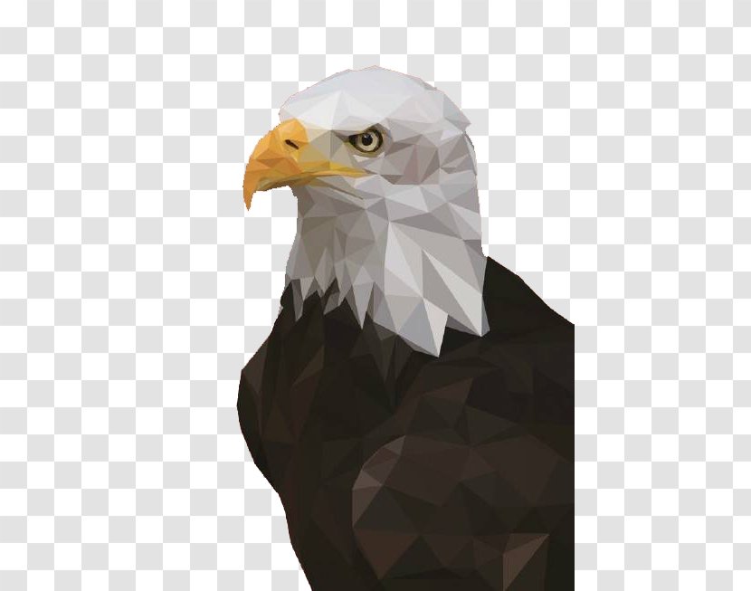 Bald Eagle Vecteur - Bird Transparent PNG