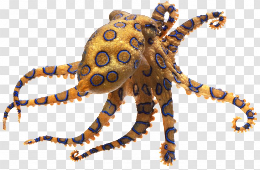 Greater Blue-ringed Octopus Pufferfish Fugu Tetrodotoxin - Insect - Octapus Transparent PNG