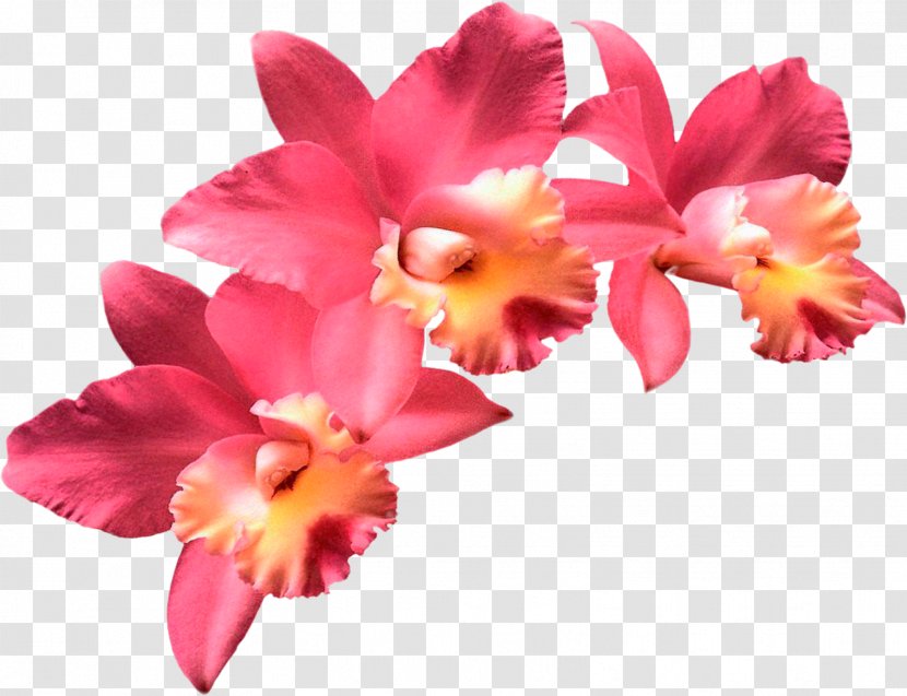 Moth Orchids Flower Clip Art - Orchid Transparent PNG
