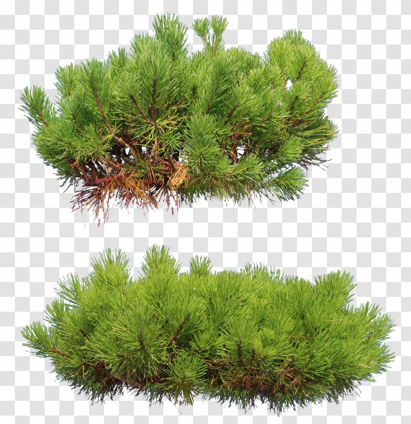 Tree Pine Conifers Clip Art Transparent PNG