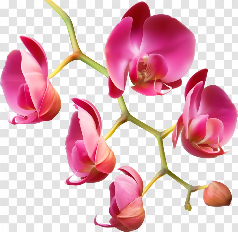 Beauty Parlour Spa Designer - Orchid Transparent PNG