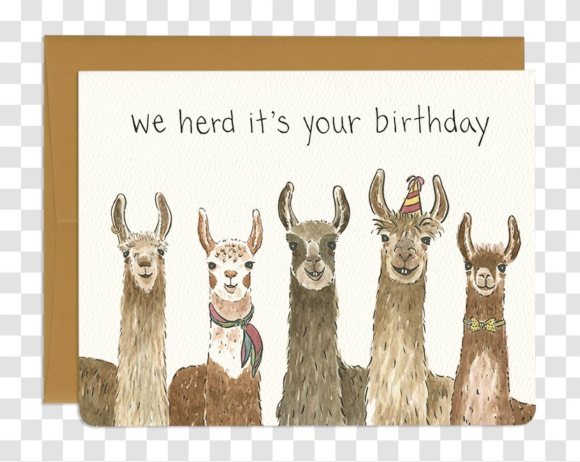 Llama Greeting & Note Cards Birthday Alpaca Gift - Animal Transparent PNG