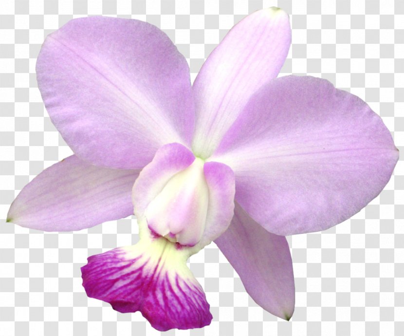 Raster Graphics Clip Art - Cattleya Labiata - Tropical Flower Transparent PNG