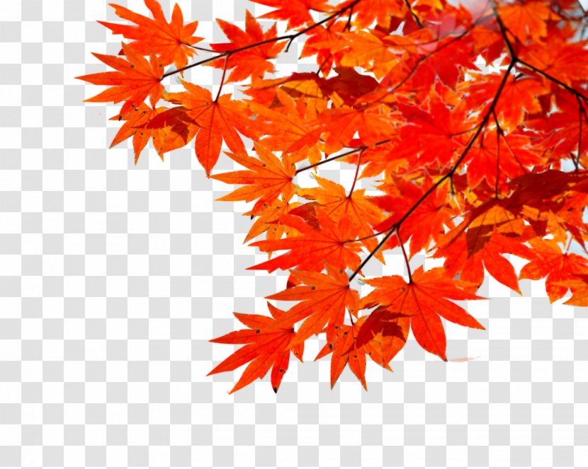 Maple Leaf Autumn Transparent PNG
