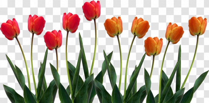 Skagit Valley Tulip Festival Flower Symbol Clip Art - Lily Family Transparent PNG