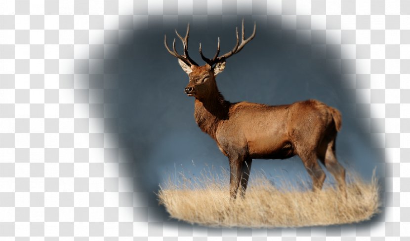 Elk Reindeer Cattle Antler Wildlife - Deer Transparent PNG