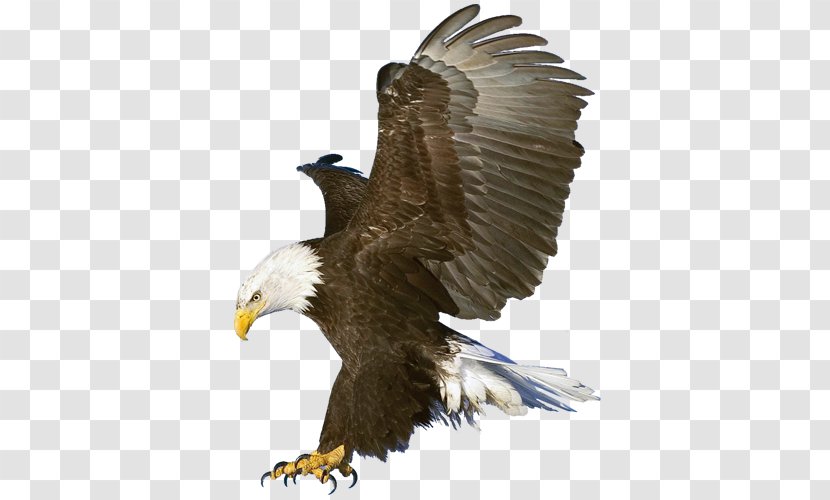 Bald Eagle Macintosh Wallpaper - Highdefinition Television Transparent PNG