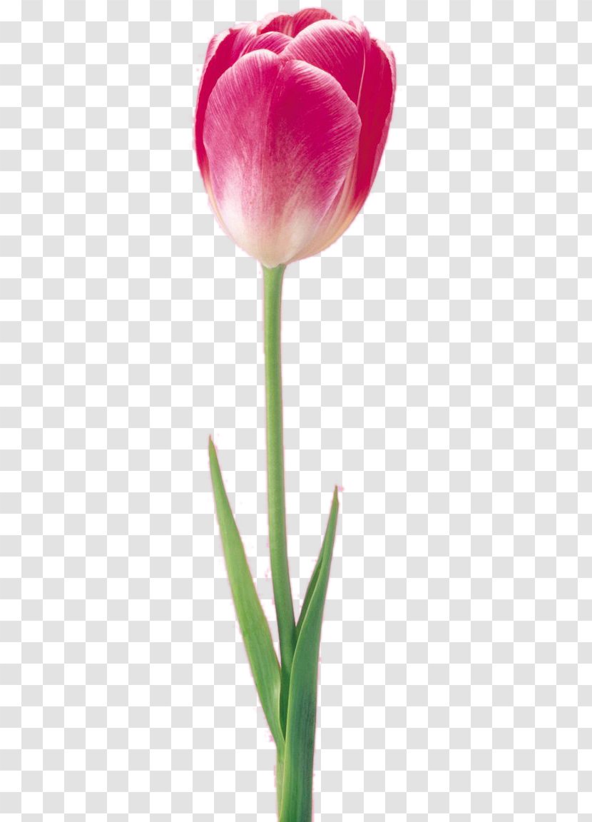 Tulip Flower Digital Image Transparent PNG