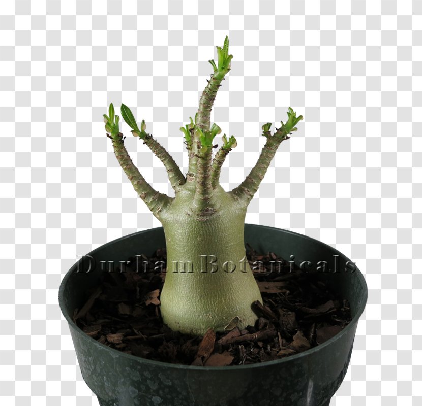 Adenium Arabicum Obesum Bonsai Houseplant Flowerpot - Plant Transparent PNG