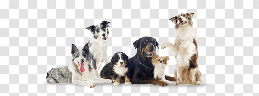 Pet Cat Veterinarian Animal Beagle - Stock Photography - Chip The Robot Dog Transparent PNG