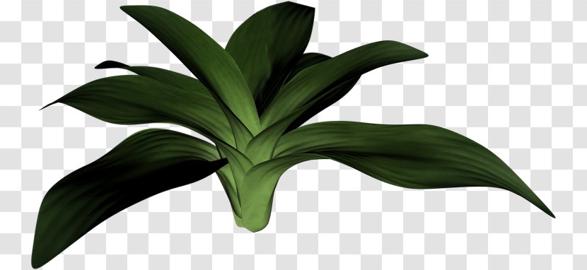 Leaf Plant Stem Painting Houseplant - Grass Transparent PNG