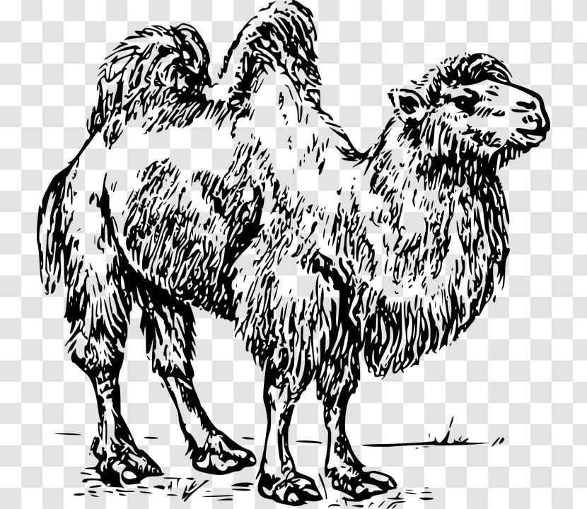 Bactrian Camel Dromedary Australian Feral Clip Art - Wildlife - Drawing Transparent PNG