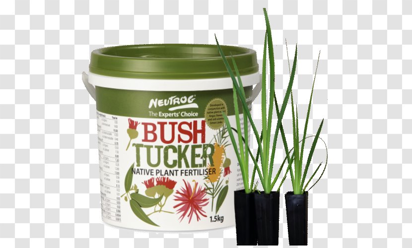 Bush Tucker Wight & Emmett Grasses Plant Flowerpot - South West - Kangaroo Paw Illustration Transparent PNG