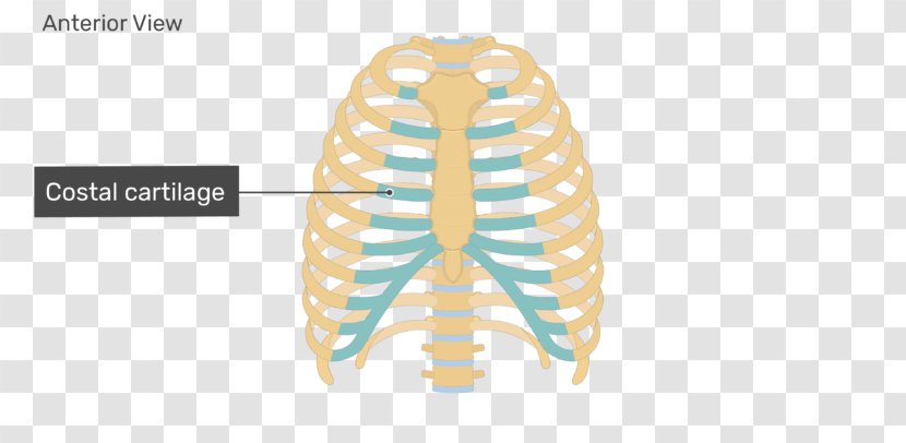 Rib Cage Sternum Anatomy Costal Cartilage - Cartoon Transparent PNG