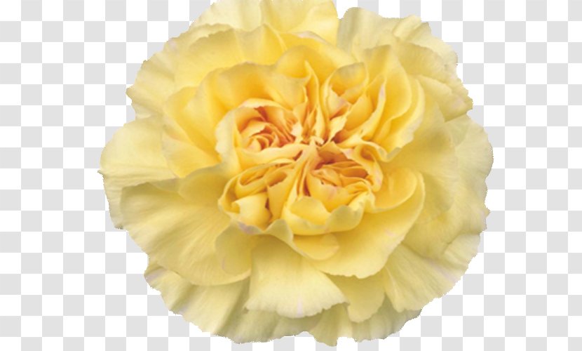 Garden Roses Yellow Flower Carnation Cabbage Rose Transparent PNG