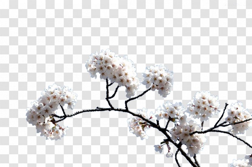 Cherry Blossom - Flower - White Blossoms Transparent PNG